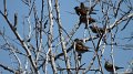Dickcissal High Island_2010_04_24_3825